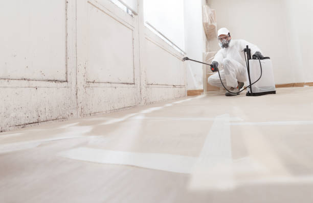 Best Attic Mold Removal  in Grant, MN