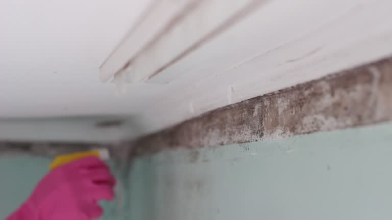 Best Mold Damage Restoration  in Grant, MN