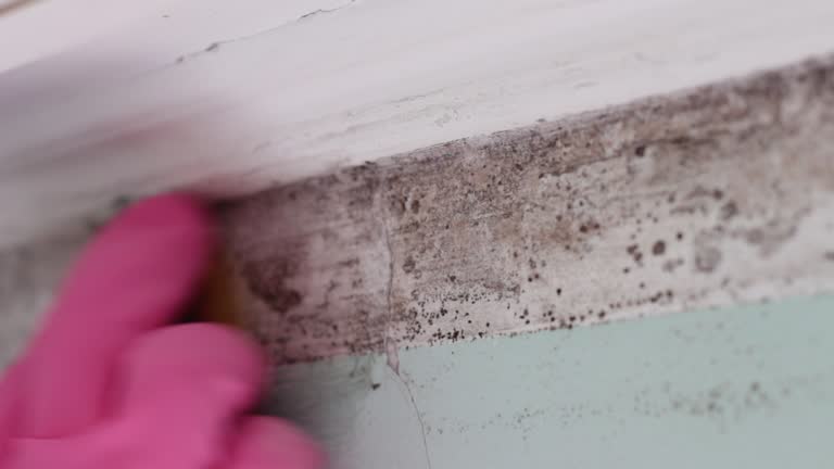 Best Residential Mold Inspection & Testing  in Grant, MN